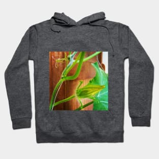 Pumpkin Blossom Hoodie